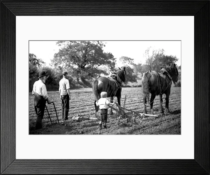 Framed Print : Ploughing with horses Framed Print : Ploughing with horses