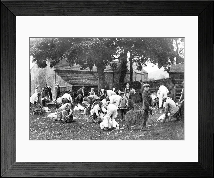 Framed Print : Stanhope sheep shearing early 1900s Framed Print : Stanhope sheep shearing early 1900s