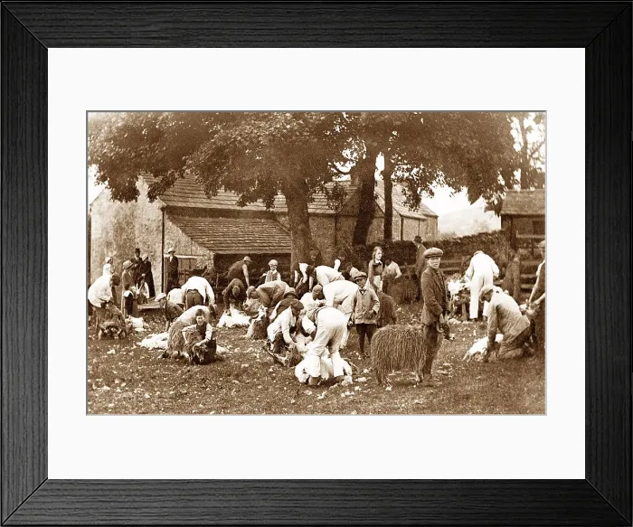 Framed Print : Sheep shearing in Stanhope Framed Print : Sheep shearing in Stanhope