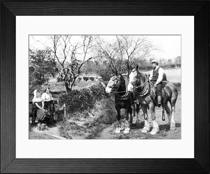 Framed Print : Shire Horses Victorian period Framed Print : Shire Horses Victorian period