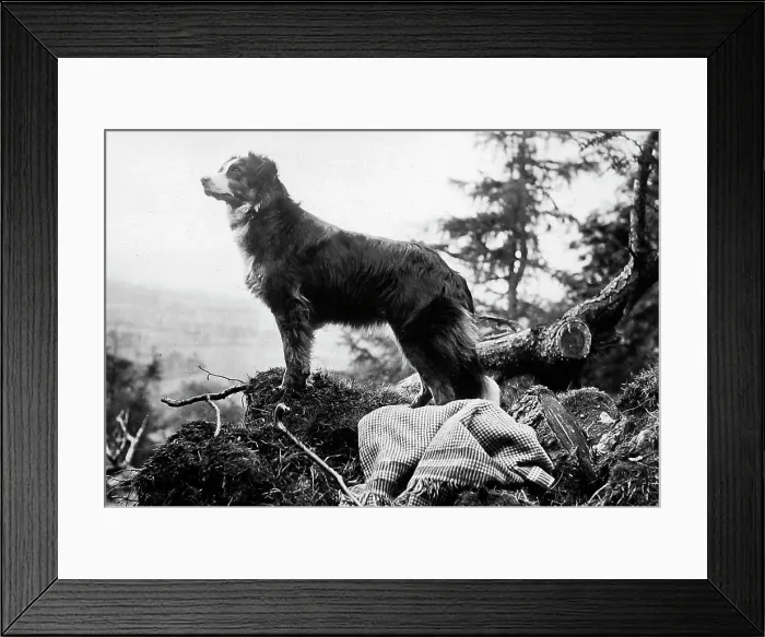 Framed Print : Collie Dog Victorian period Framed Print : Collie Dog Victorian period