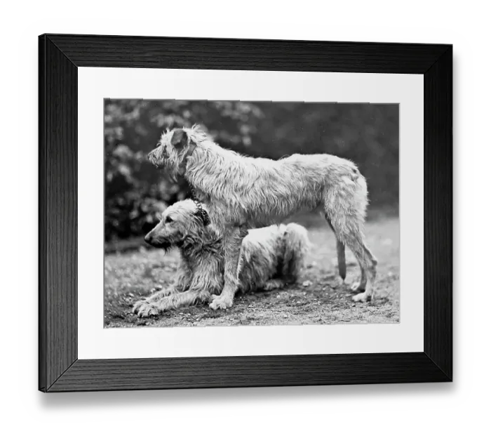 Framed Print : Deer Hounds Framed Print : Deer Hounds