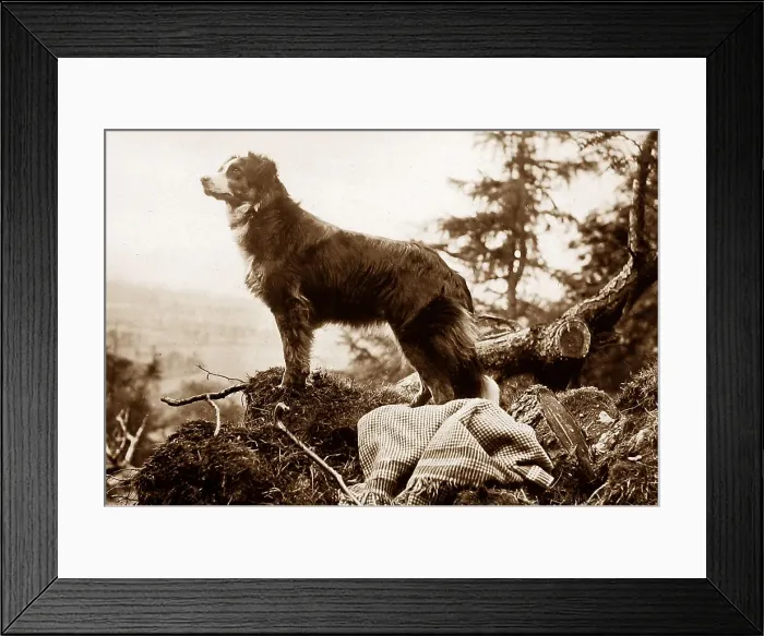 Framed Print : Collie dog Framed Print : Collie dog