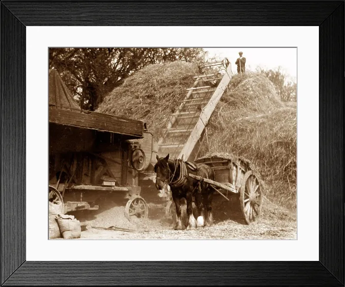 Framed Print : Harvesting - stacking the hay probably 1920s