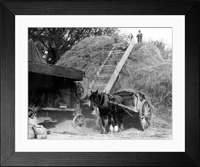 Framed Print : Haymaking Date: circa 1930s Framed Print : Haymaking Date: circa 1930s