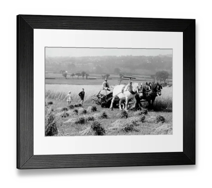 Framed Print : Harvesting near Keighley in 1926 Framed Print : Harvesting near Keighley in 1926