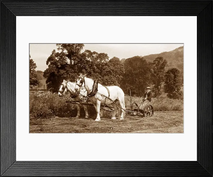 Framed Print : Mowing Date: 19th century Framed Print : Mowing Date: 19th century