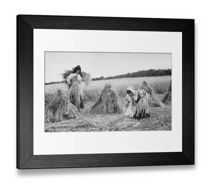 Framed Print : Farming - Gathering the hay Victorian period Framed Print : Farming - Gathering the hay Victorian period