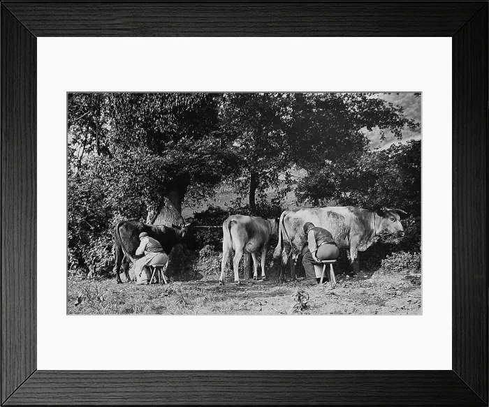 Framed Print : Farming - Milking Cows Victorian period Framed Print : Farming - Milking Cows Victorian period