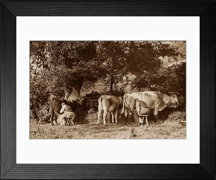 Framed Print : Milking cows Framed Print : Milking cows