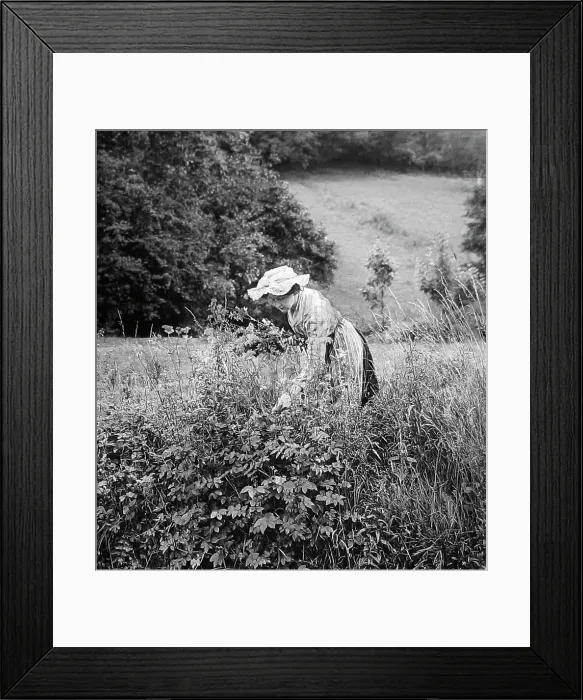 Framed Print : Picking daisies Framed Print : Picking daisies