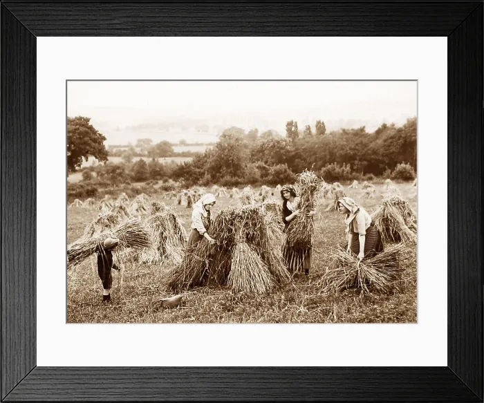 Framed Print : Farming - making haystacks Victorian period Framed Print : Farming - making haystacks Victorian period