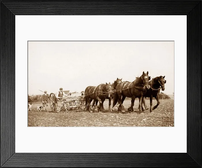Framed Print : Farming - ploughing team Victorian period Framed Print : Farming - ploughing team Victorian period