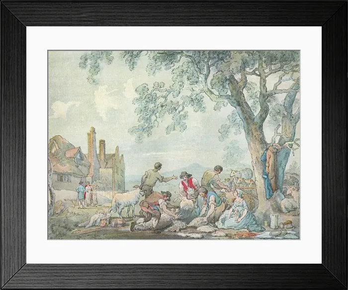 Framed Print : Sheep Shearing Framed Print : Sheep Shearing