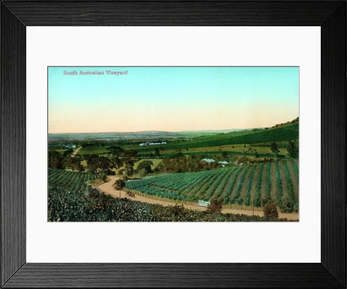 Framed Print : South Australian Vineyard - Penfolds Vineyard, Magill Estate Framed Print : South Australian Vineyard - Penfolds Vineyard, Magill Estate