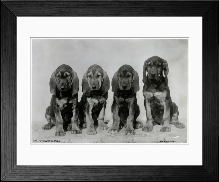 Framed Print : The Court of Appeal - four puppies making ther judgement Framed Print : The Court of Appeal - four puppies making ther judgement