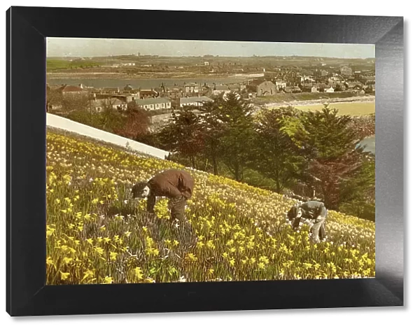 Picking Daffodils, Hugh Town, St Marys, Isles of Scilly