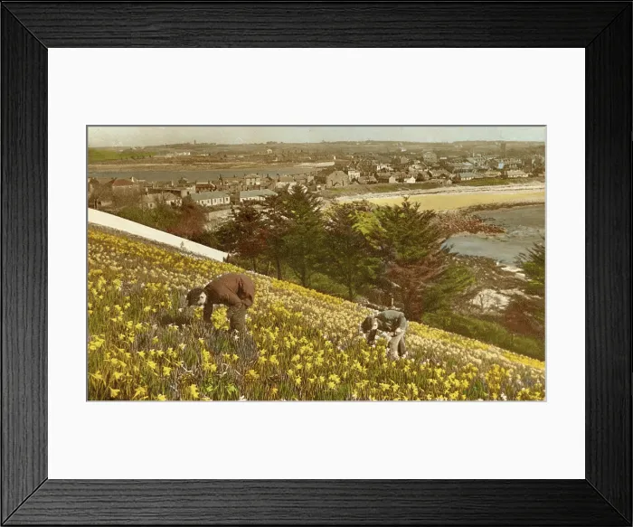 Framed Print : Picking Daffodils, Hugh Town, St Marys, Isles of Scilly Framed Print : Picking Daffodils, Hugh Town, St Marys, Isles of Scilly