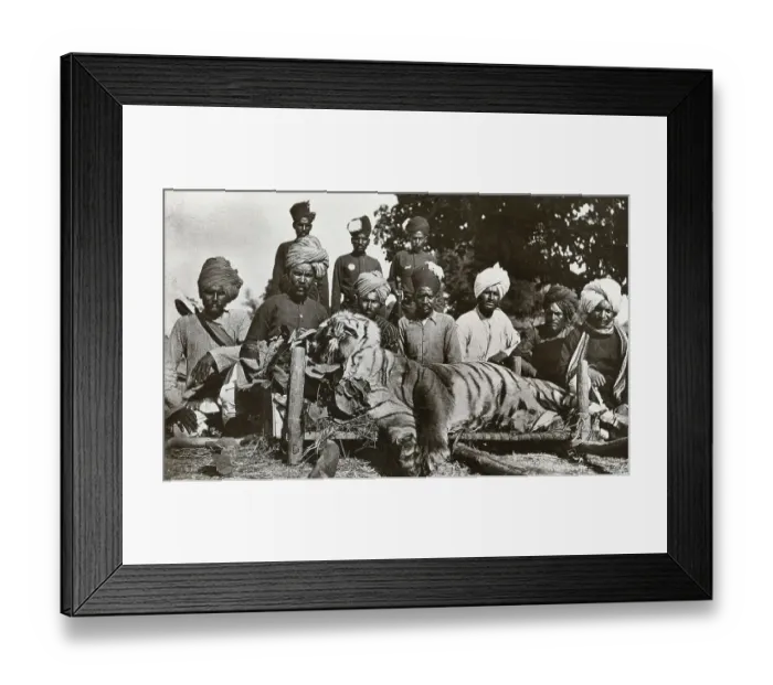 Framed Print : Tiger Hunt In India Taken With A 3a Folding Pocket Framed Print : Tiger Hunt In India Taken With A 3a Folding Pocket