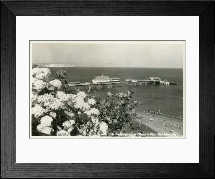 Framed Print : Hydrangeas Keats Garden And Pier Shanklin Isle Framed Print : Hydrangeas Keats Garden And Pier Shanklin Isle