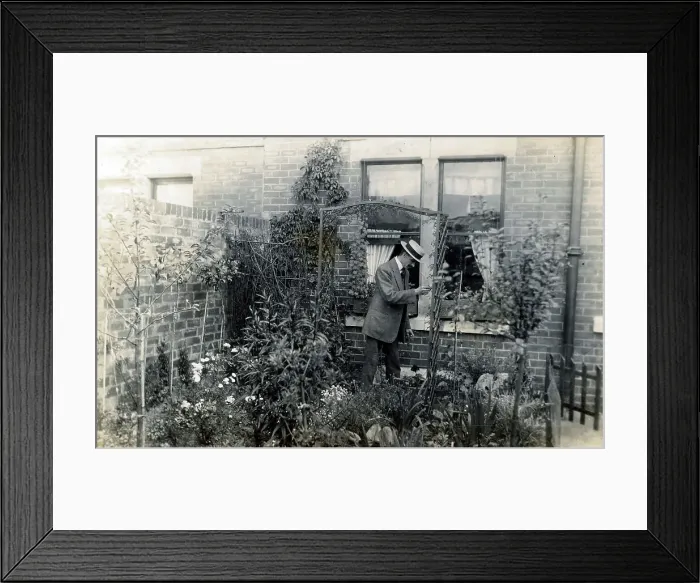 Framed Print : Smart Gentleman gardener assembles a rustic garden archway Framed Print : Smart Gentleman gardener assembles a rustic garden archway
