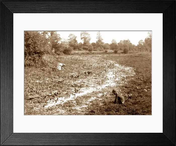 Framed Print : River Thames source - watercress beds - Victorian period Framed Print : River Thames source - watercress beds - Victorian period