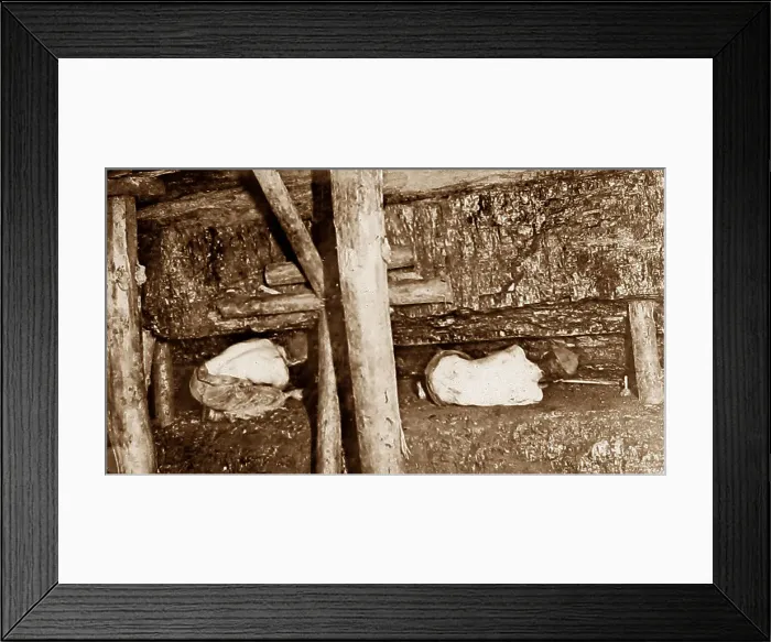 Framed Print : Miners undercutting a seam of coal Victorian period Framed Print : Miners undercutting a seam of coal Victorian period