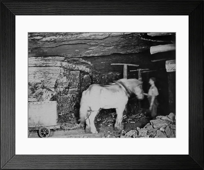 Framed Print : Coal mine pit pony Victorian period Framed Print : Coal mine pit pony Victorian period