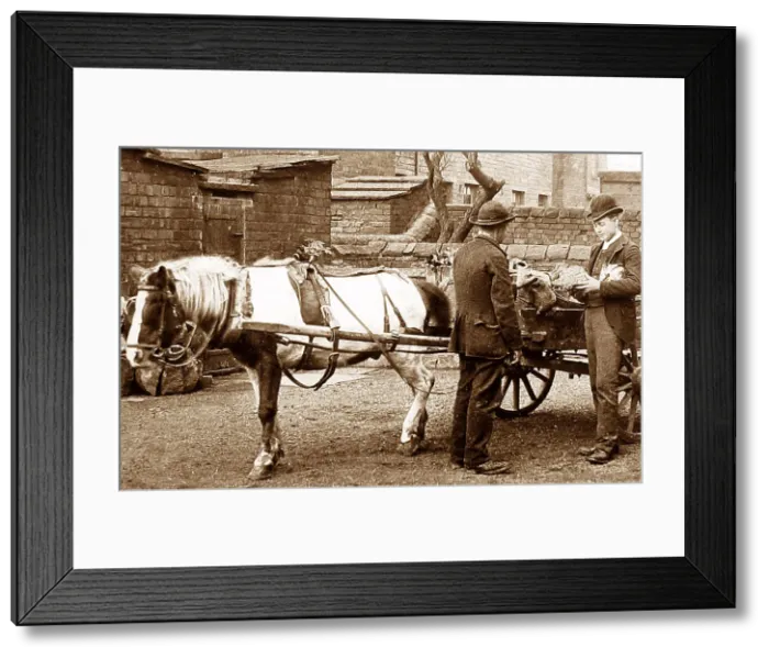 Framed Print : Rhubarb Hawker Victorian period Framed Print : Rhubarb Hawker Victorian period