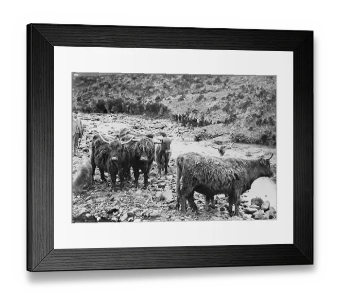 Framed Print : Crofter and Highland Cattle Victorian period Framed Print : Crofter and Highland Cattle Victorian period