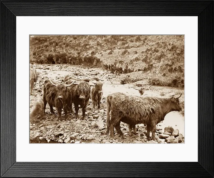Framed Print : Highland Cattle, Scotland Framed Print : Highland Cattle, Scotland