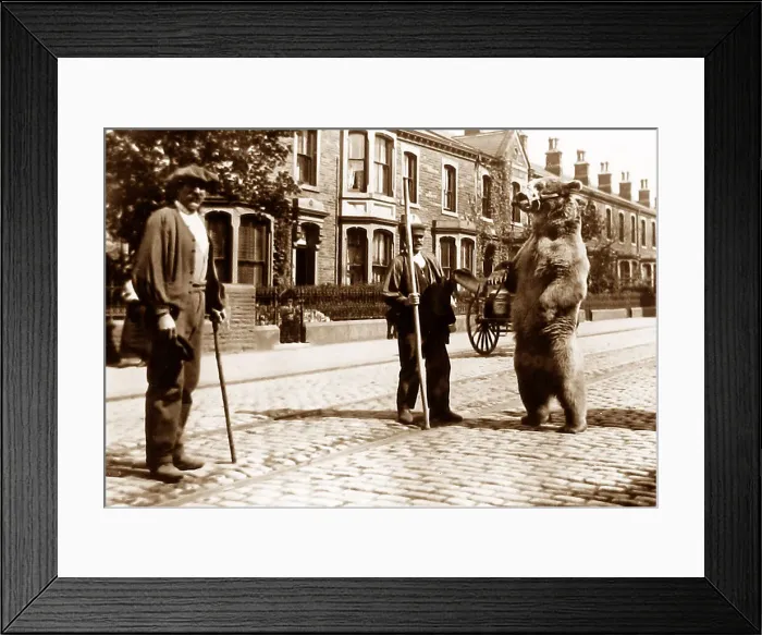 Framed Print : Dancing performing bear, Colne Road, Burnley Framed Print : Dancing performing bear, Colne Road, Burnley