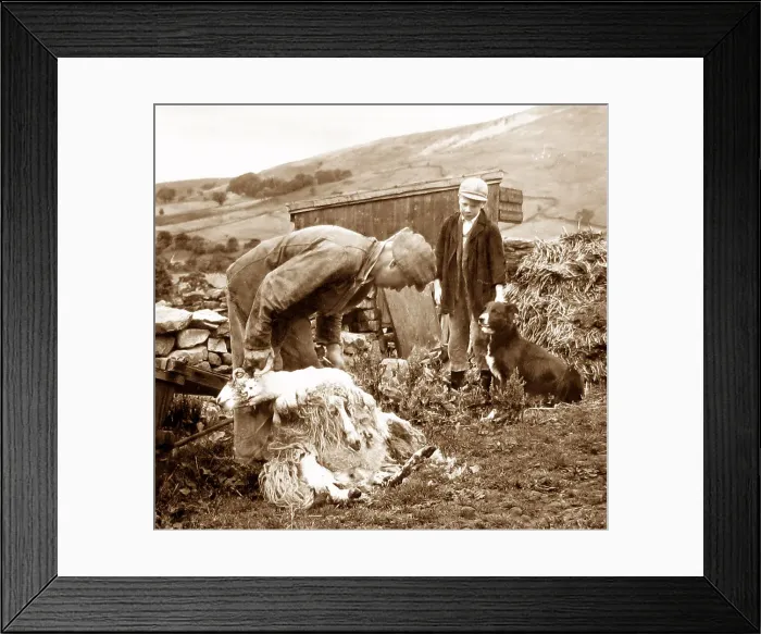 Framed Print : Farmer shearing sheep in Swaledale Framed Print : Farmer shearing sheep in Swaledale