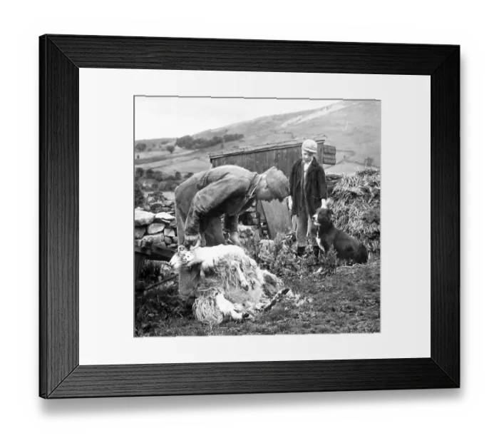 Framed Print : Swaledale Farmer shearing sheep 1940s Framed Print : Swaledale Farmer shearing sheep 1940s