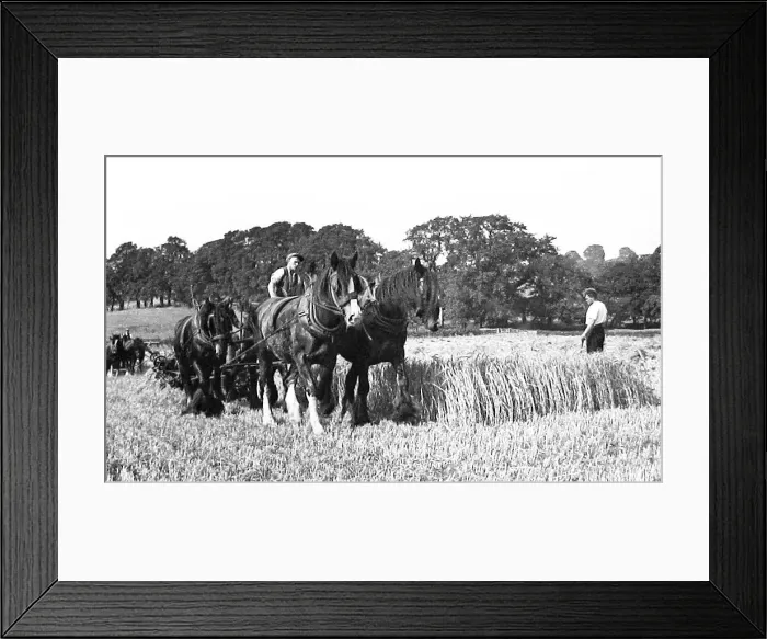 Framed Print : Little Weighton Harvesting early 1900s Framed Print : Little Weighton Harvesting early 1900s