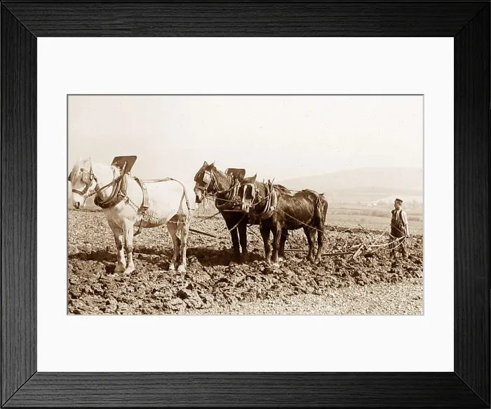 Framed Print : Ploughing early 1900s Framed Print : Ploughing early 1900s
