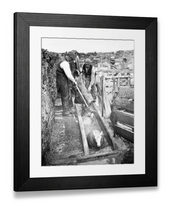 Framed Print : Sheep dipping early 1900s Framed Print : Sheep dipping early 1900s