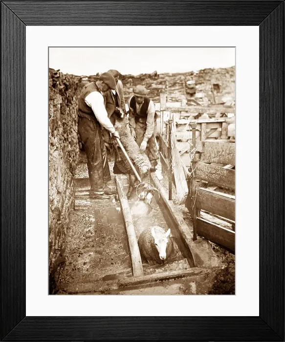 Framed Print : Sheep dipping Framed Print : Sheep dipping