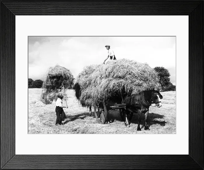 Framed Print : Haymaking early 1900s Framed Print : Haymaking early 1900s