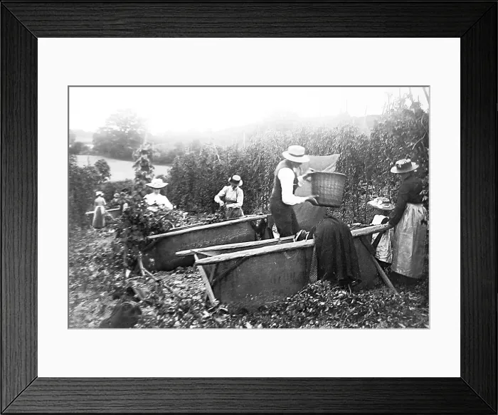 Framed Print : Hop Picking Kent Victorian period Framed Print : Hop Picking Kent Victorian period