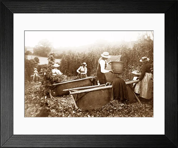 Framed Print : Hop picking Framed Print : Hop picking
