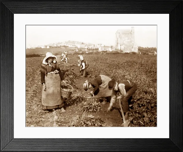 Framed Print : Picking potatoes in Cornwall Framed Print : Picking potatoes in Cornwall