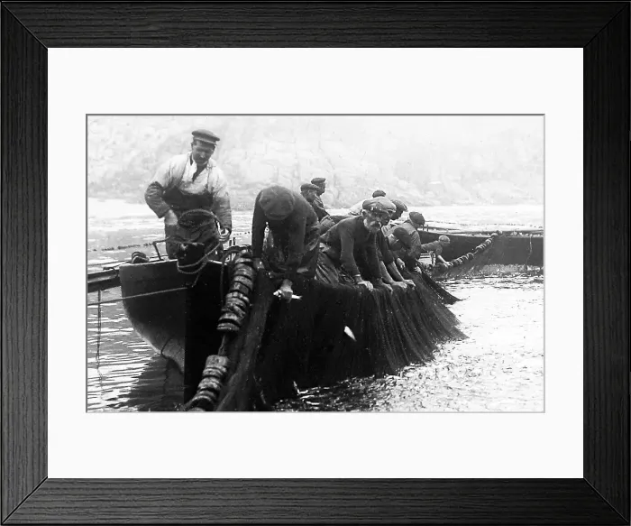 Framed Print : Pilchard Fishing in Cornwall using seine nets early 1900s Framed Print : Pilchard Fishing in Cornwall using seine nets early 1900s