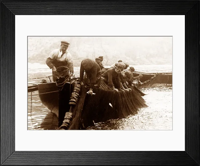 Framed Print : Pilchard fishing in Cornwall with Seine net Framed Print : Pilchard fishing in Cornwall with Seine net