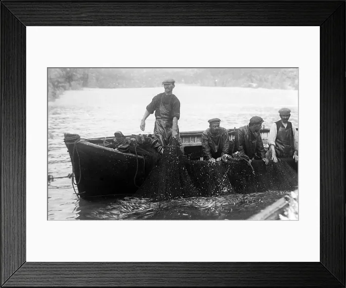 Framed Print : Pilchard Fishing in Cornwall using seine nets early 1900s Framed Print : Pilchard Fishing in Cornwall using seine nets early 1900s