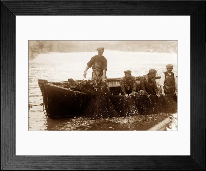 Framed Print : Pilchard fishing in Cornwall with Seine net Framed Print : Pilchard fishing in Cornwall with Seine net