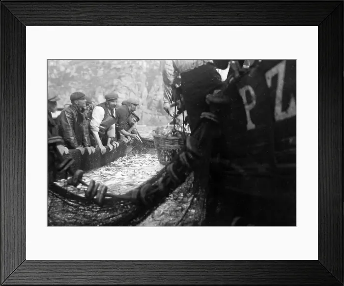 Framed Print : Pilchard Fishing in Cornwall using seine nets early 1900s Framed Print : Pilchard Fishing in Cornwall using seine nets early 1900s