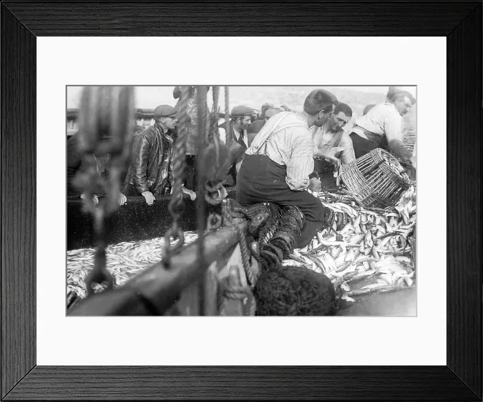 Framed Print : Pilchard Fishing in Cornwall using seine nets early 1900s Framed Print : Pilchard Fishing in Cornwall using seine nets early 1900s