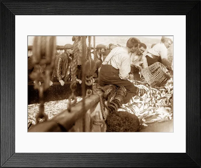 Framed Print : Pilchard fishing in Cornwall with Seine net Framed Print : Pilchard fishing in Cornwall with Seine net