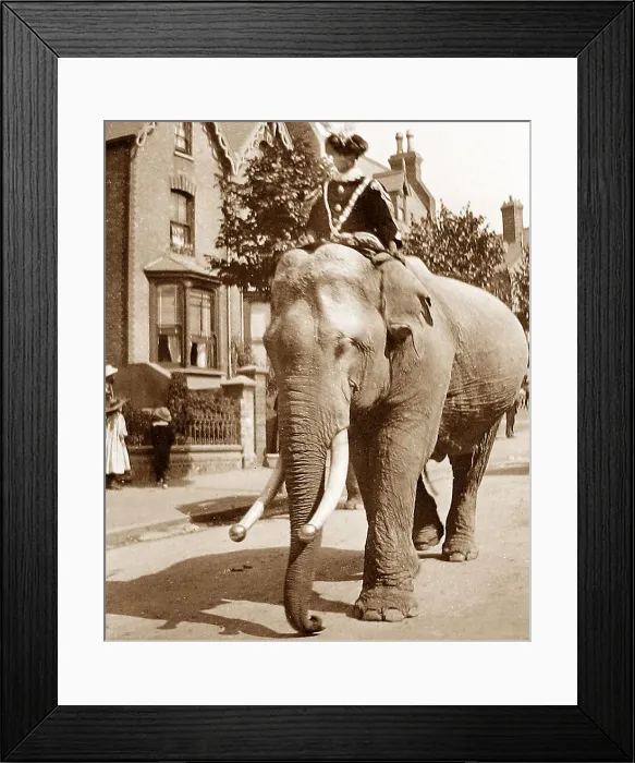 Framed Print : Circus parade in Ramsgate in 1899 Framed Print : Circus parade in Ramsgate in 1899